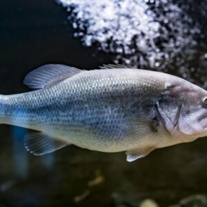 Fisch im Aquarium
