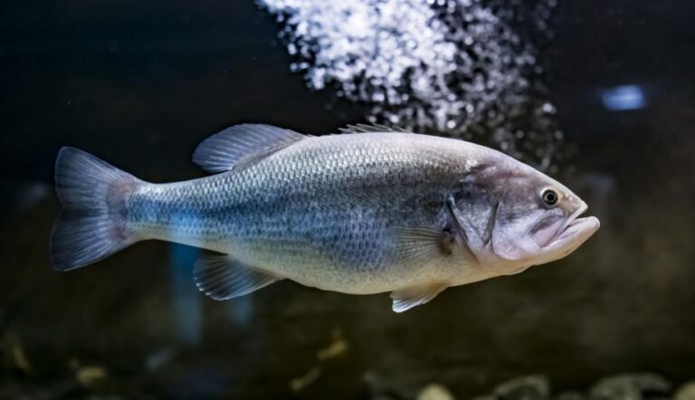 Fisch im Aquarium
