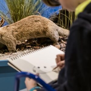 Kind beim Skizzieren eines Otters