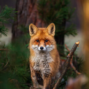 Fuchs im Schlaubetal