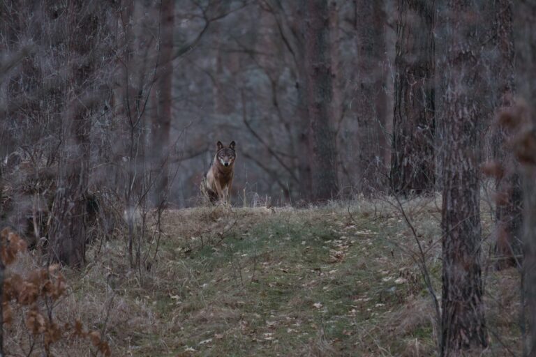 Unterwegs in Brandenburgs Natur | Ben Egar Lorenz