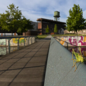 Wilder Ruhrpott? | Bernd Wasiolka