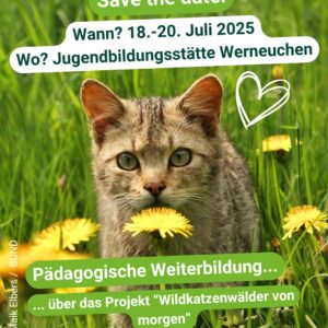 Wildkatze auf einer Wiese