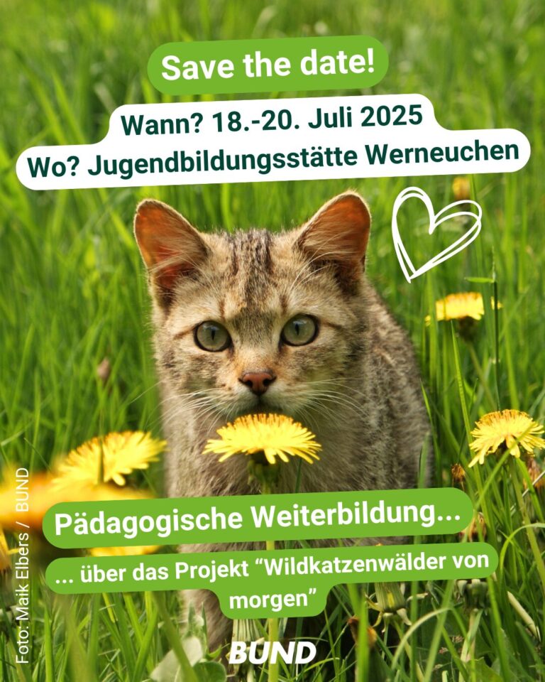 Wildkatze auf einer Wiese