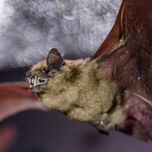 Eine ausgestopfte Breitflügelmaus fliegt durch den Raum