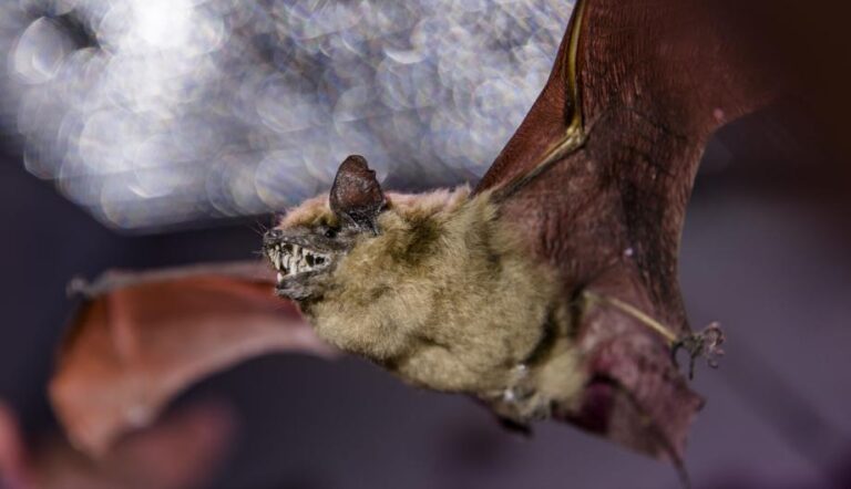 Eine ausgestopfte Breitflügelmaus fliegt durch den Raum