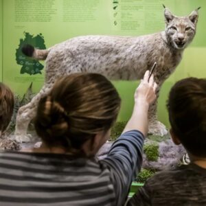 Der Luchs in einer Ausstellung