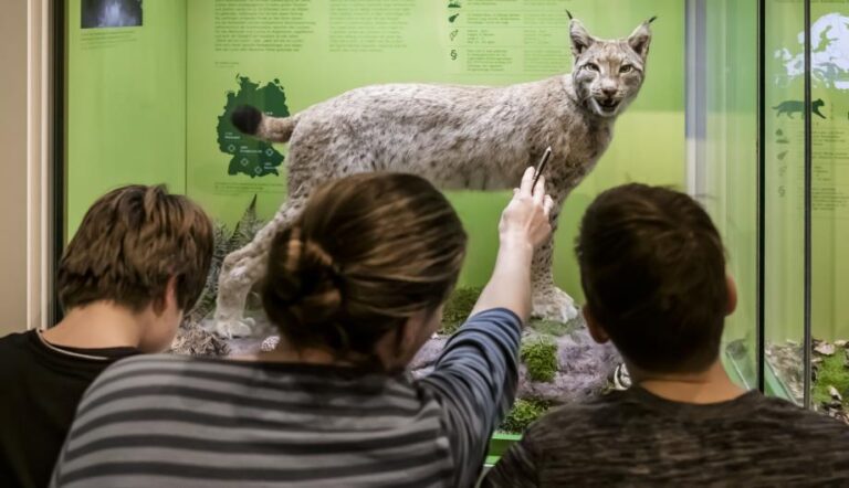 Der Luchs in einer Ausstellung