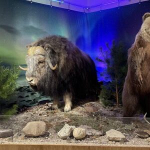 Moschusochse (Ovibos moschatus) und Braunbär (Ursus arctos) vor Polarlichtern, Foto: S.Rabe, Lizenz: Naturkundemuseum Potsdam