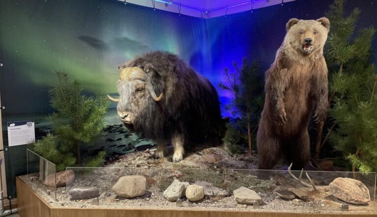 Moschusochse (Ovibos moschatus) und Braunbär (Ursus arctos) vor Polarlichtern, Foto: S.Rabe, Lizenz: Naturkundemuseum Potsdam
