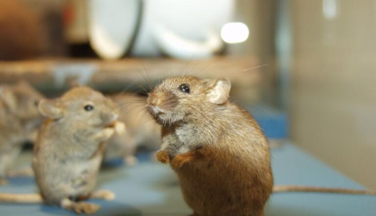 Hausmaus in der Ausstellung im Garten, Foto: D. Knuth, Lizenz: Naturkundemuseum Potsdam