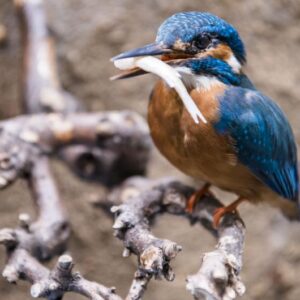 Eisvogel, Foto: David Marschalsky, Lizenz: Naturkundemuseum Potsdam
