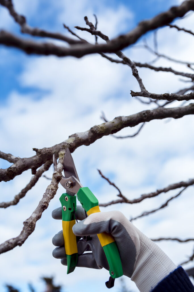 Obstbaumschnitt
