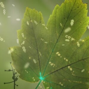 Grünes Blatt