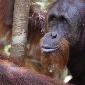 Orang-Utans