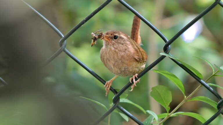 Vogel auf einem Zaun