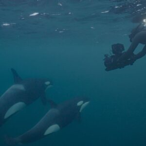 Frau im Wasser Filmt Orcas