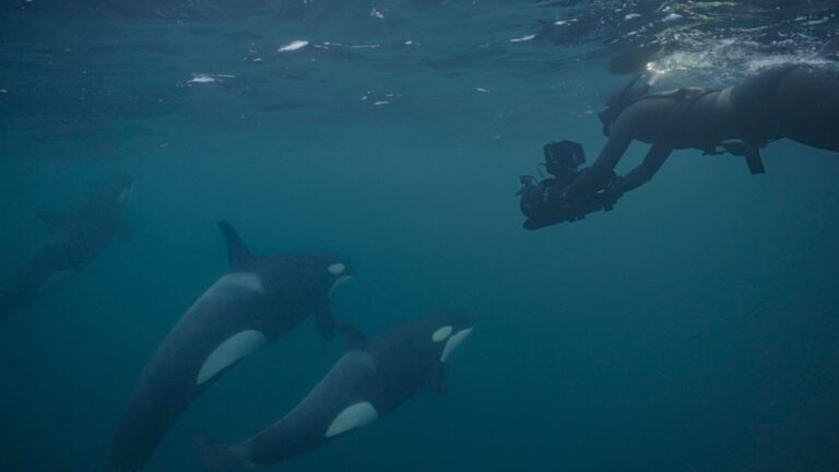 Frau im Wasser Filmt Orcas