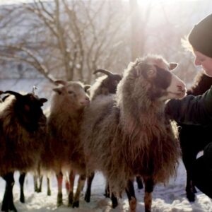 Mann mit Schaf
