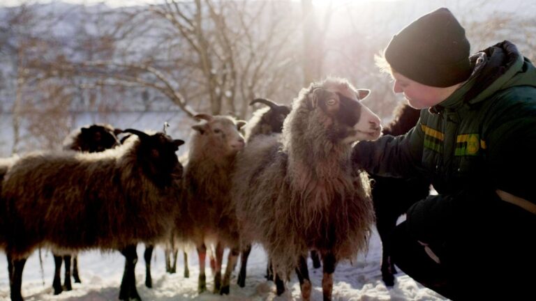 Mann mit Schaf