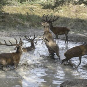 Rehe