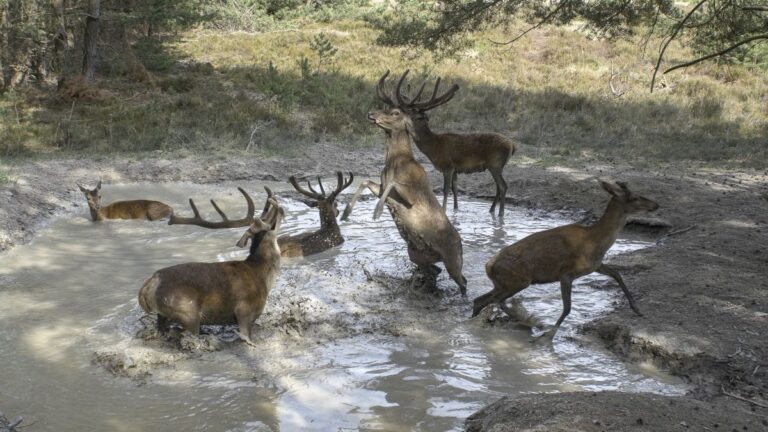 Rehe