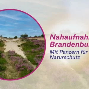Nahaufnahme Brandenburg Mit Panzern für Naturschutz