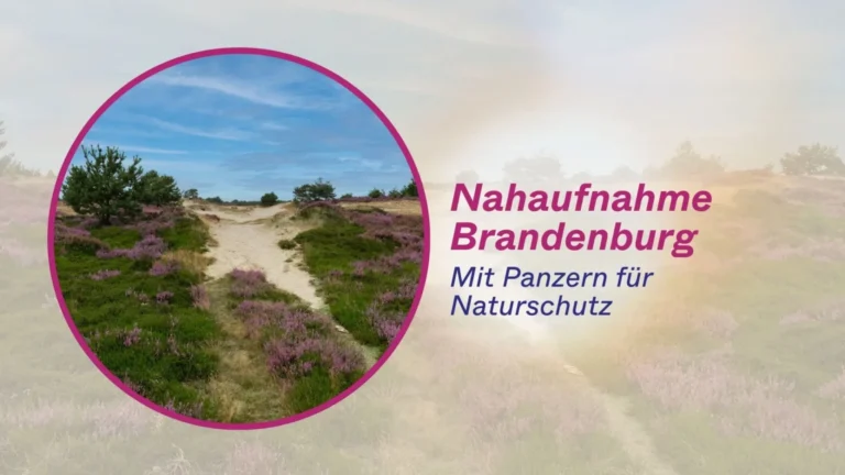Nahaufnahme Brandenburg Mit Panzern für Naturschutz