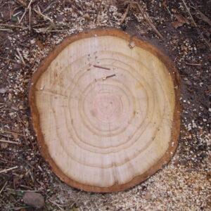 Abgesägter Baumstumpf auf Waldboden.