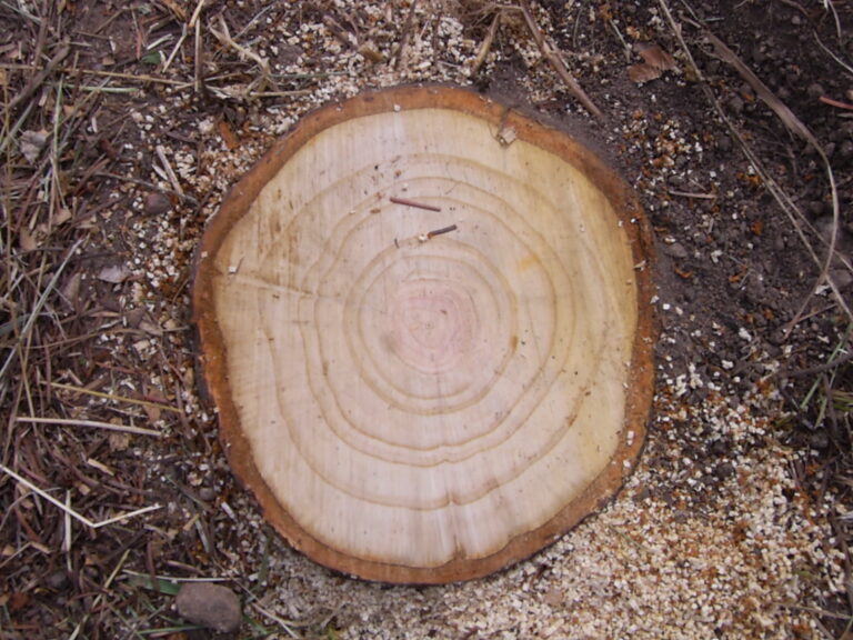 Abgesägter Baumstumpf auf Waldboden.