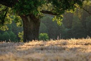 Baum im Wald.