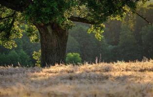 Baum im Wald.