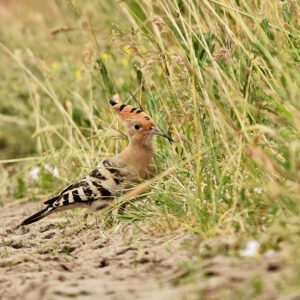 Vogel am Wegesrand