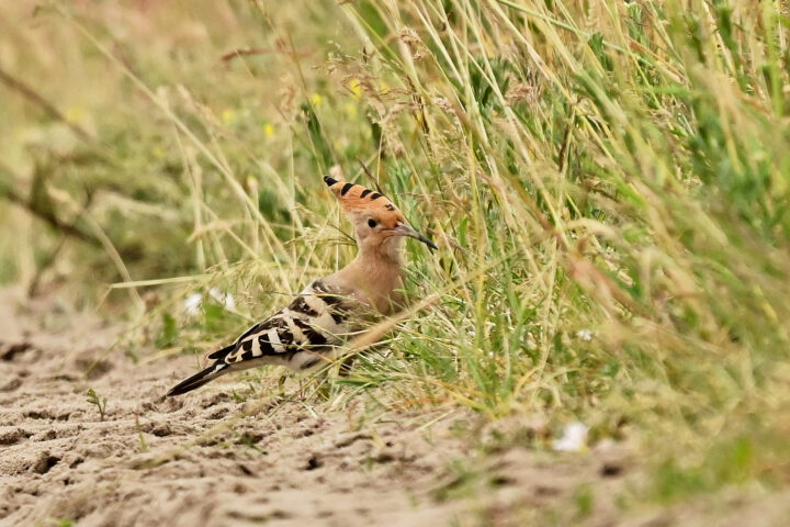 Vogel am Wegesrand