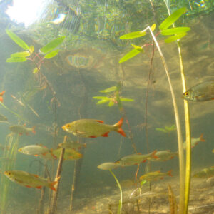 Fische im Wasser