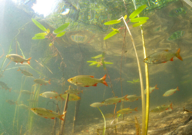 Fische im Wasser