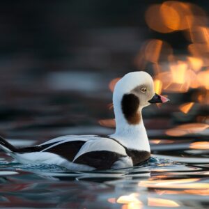 Ente im Wasser