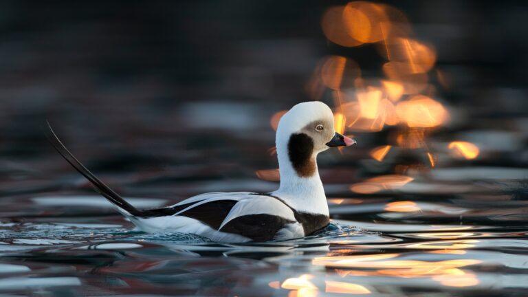 Ente im Wasser